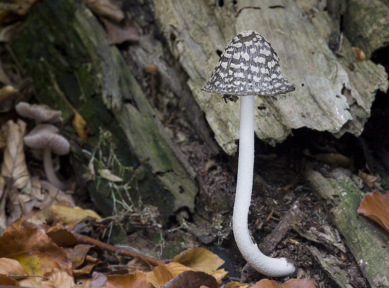 Coprinopsis picacea